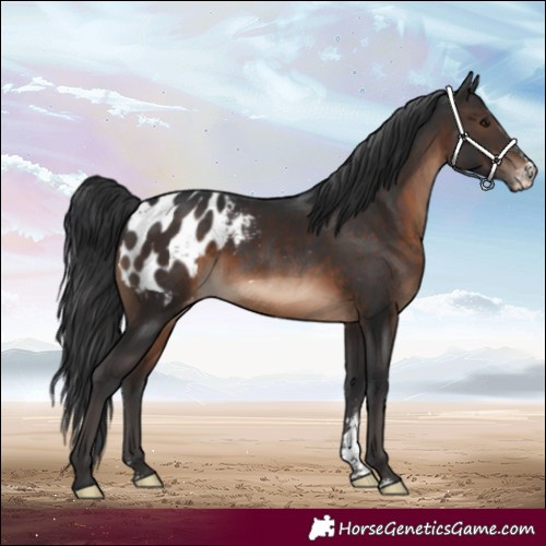 Horse Color:Brown Sabino Appaloosa Rabicano