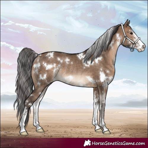 Horse Color:White Spotted Brown Dun Sabino Rabicano