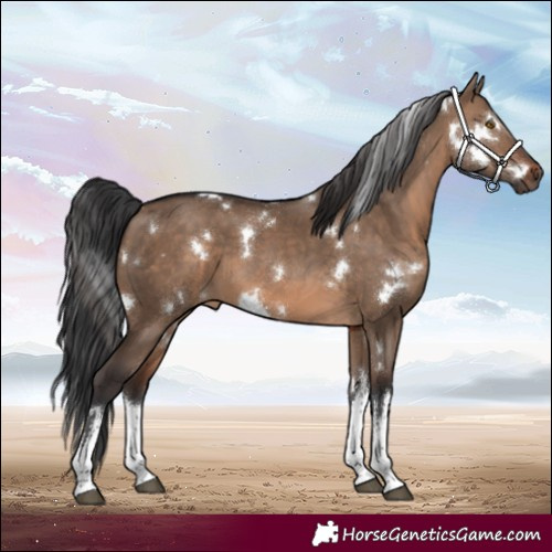 Horse Color:White Spotted Brown Dun 
