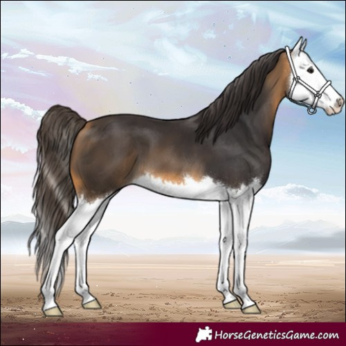 Horse Color:Buckskin Splash