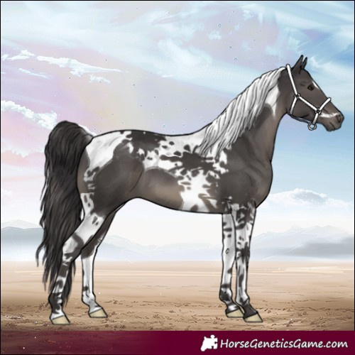 Horse Color:Smoky Black Tobiano 