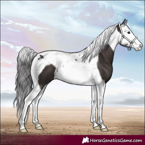 Horse Color:Brown Splash Tobiano