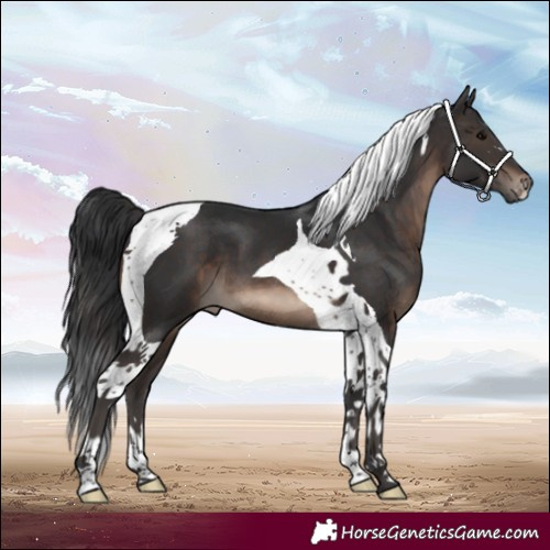 Horse Color:Brown Tobiano
