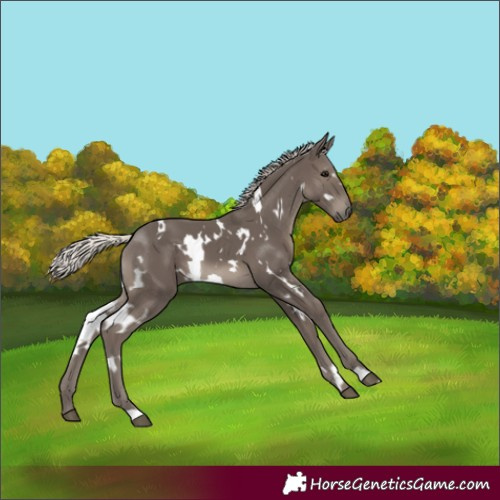 Horse Color:White Spotted Silver Black 