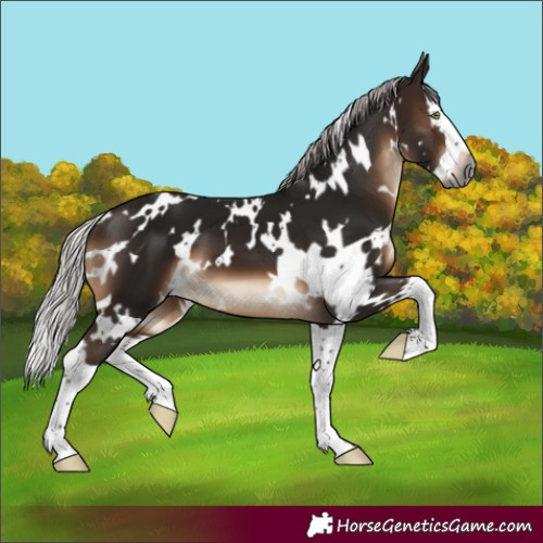 Horse Color:Gray White Spotted Silver Brown Mushroom Splash