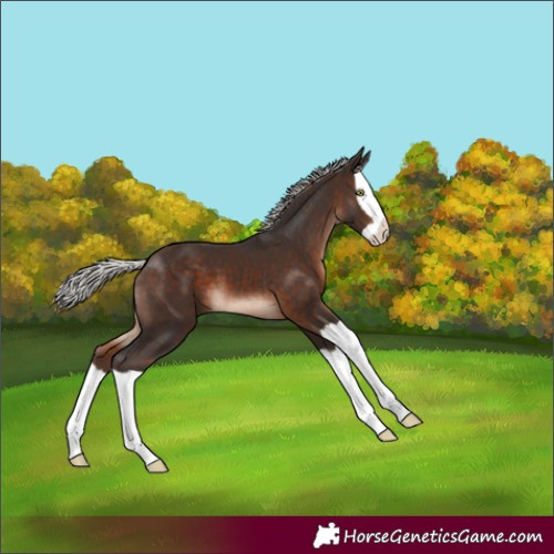 Horse Color:Silver Brown Mushroom Splash 