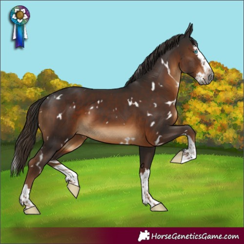 Horse Color:Gray White Spotted Liver Chestnut Splash