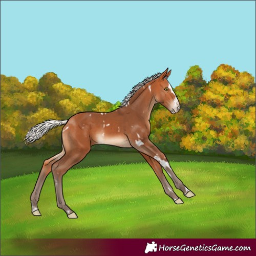 Horse Color:White Spotted Silver Bay Sabino Splash 