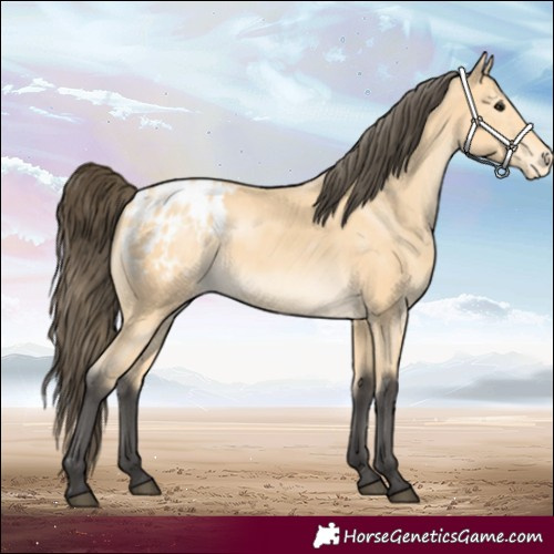 Horse Color:White Spotted Buckskin Appaloosa 
