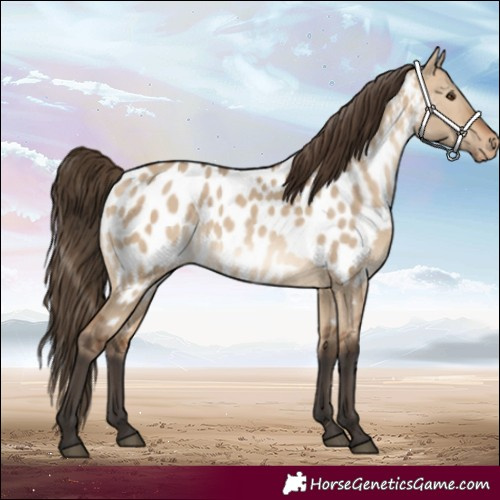 Horse Color:White Spotted Bay Dun Appaloosa