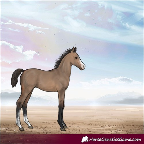 Horse Color:Brown Dun Sabino Appaloosa 
