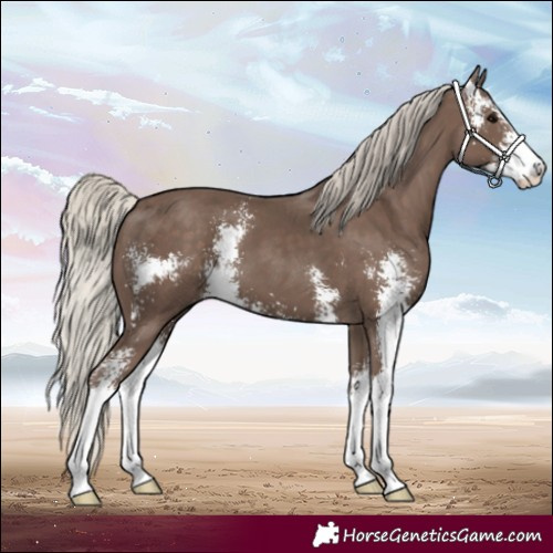 Horse Color:Silver Black Sabino 