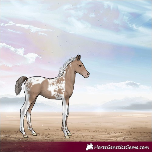 Horse Color:Classic Champagne Tobiano 