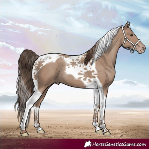 Horse Color:Classic Champagne Tobiano 