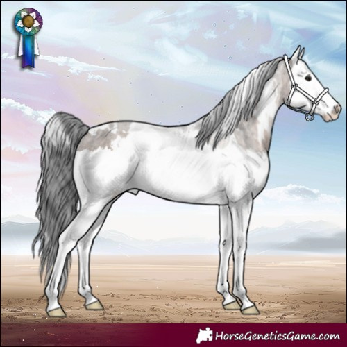 Horse Color:White Spotted Brown Dun Splash Rabicano