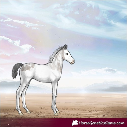 Horse Color:White Spotted Brown Dun Splash Rabicano 