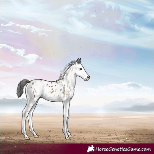 Horse Color:White Spotted Buckskin Dun Splash Appaloosa 