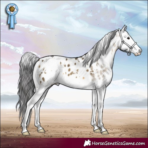 Horse Color:White Spotted Buckskin Dun Splash Near Leopard 