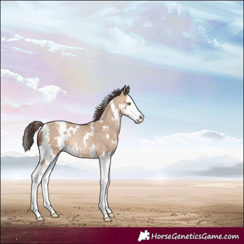 Horse Color:White Spotted Amber Champagne Dun Splash Rabicano 
