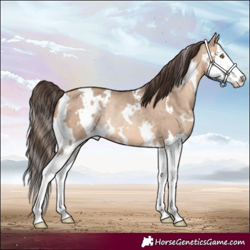 Horse Color:White Spotted Amber Champagne Dun Splash Rabicano 