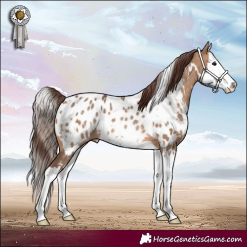 Horse Color:White Spotted Bay Dun Splash Near Leopard Rabicano