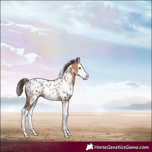 Horse Color:White Spotted Bay Dun Splash Appaloosa Rabicano 