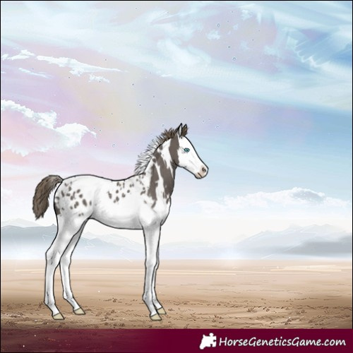Horse Color:White Spotted Smoky Grullo Splash Appaloosa Rabicano