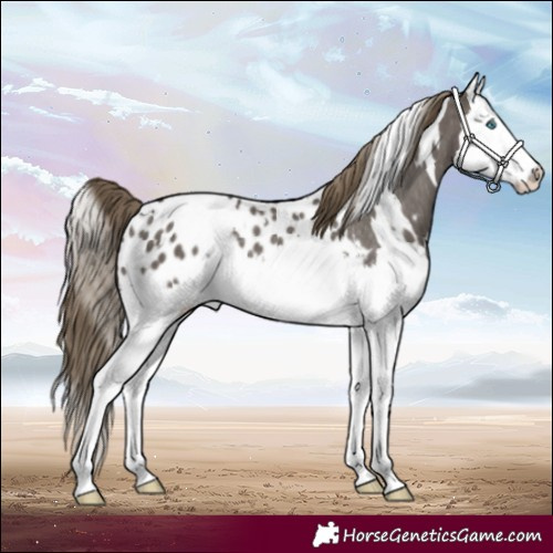 Horse Color:White Spotted Smoky Grullo Splash Near Leopard Rabicano 