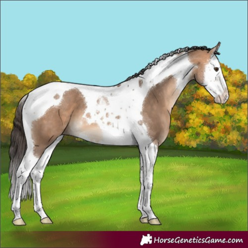 Horse Color:Bay Dun Splash Tobiano