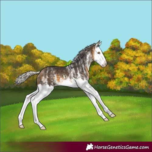 Horse Color:White Spotted Silver Buckskin Splash