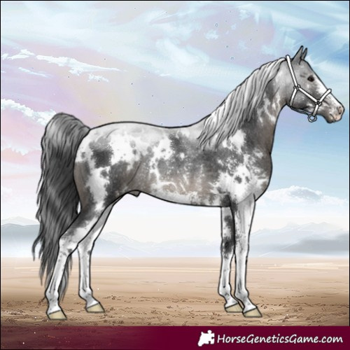 Horse Color:White Spotted Black Sabino Rabicano 