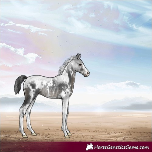 Horse Color:White Spotted Black Sabino Rabicano 