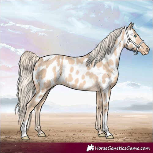 Horse Color:Cremello Appaloosa 