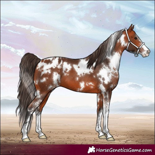 Horse Color:White Spotted Bay Sabino Appaloosa 