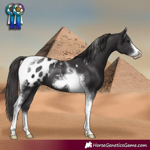 Horse Color:Smoky Black Tobiano Frame Appaloosa Rabicano 