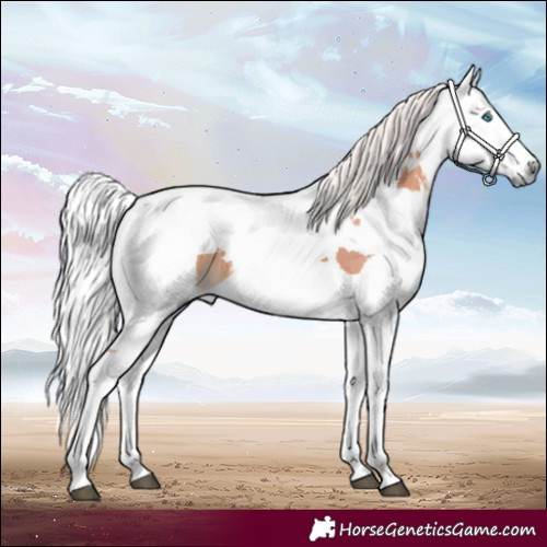 Horse Color:Silver Brown Harlequin Merle Tobiano