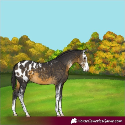 Horse Color:Buckskin Sabino Appaloosa