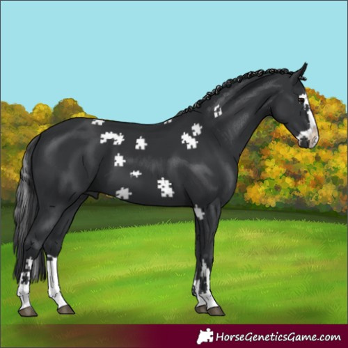 Horse Color:Black Splash