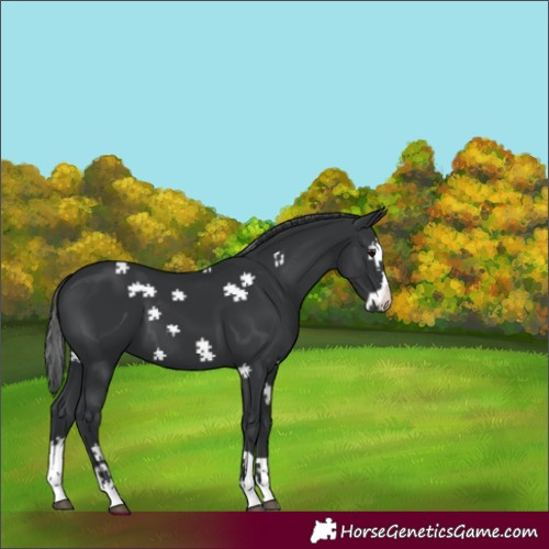 Horse Color:Black Splash 