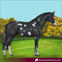 Horse Color:Black Splash 