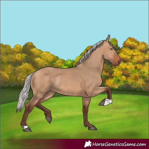 Horse Color:Silver Bay Dun Rabicano 