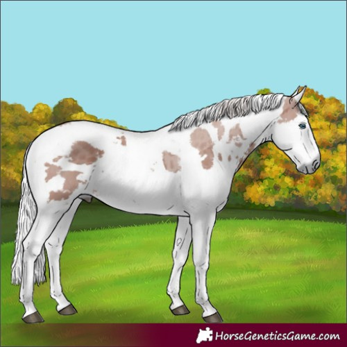 Horse Color:Silver Black Harlequin Merle Tobiano 