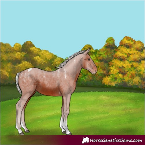 Horse Color:Powder White Silver Brown Tobiano