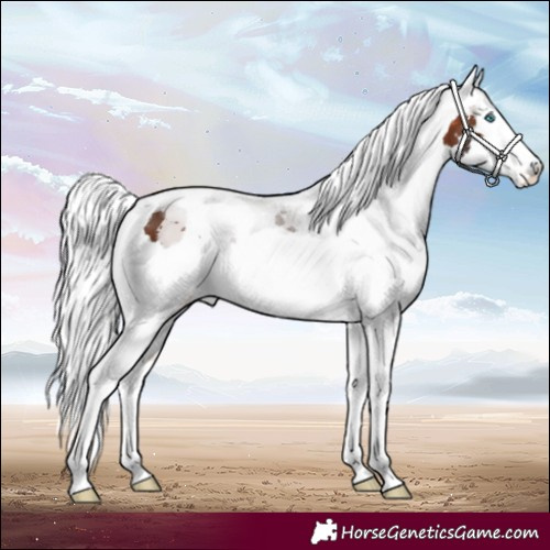 Horse Color:Bay Merle Varnish