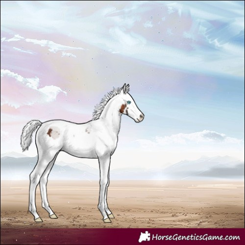 Horse Color:Bay Merle Appaloosa