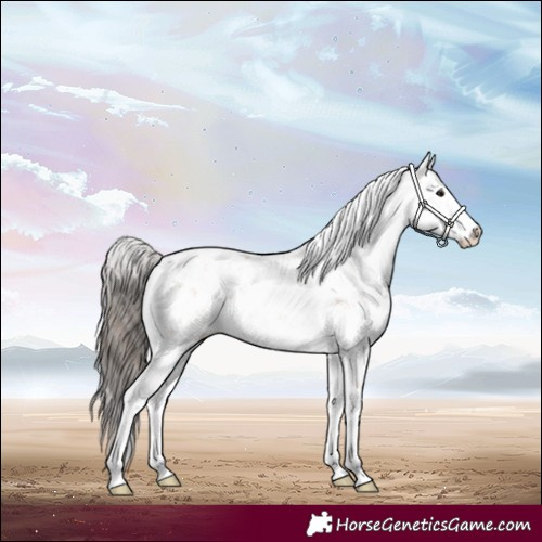 Horse Color:Bay Dun Sabino Splash