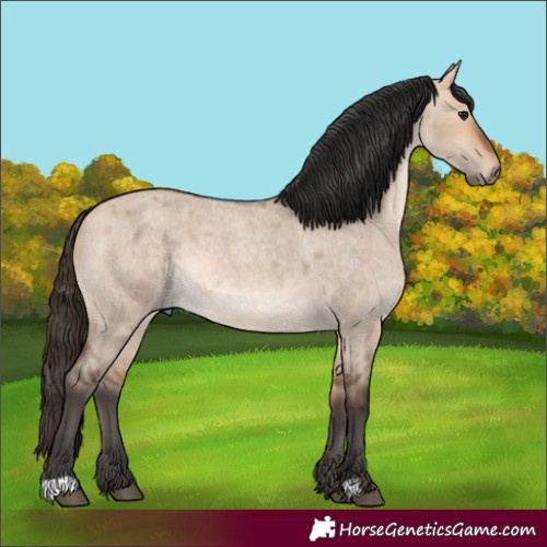 Horse Color:Unknown 