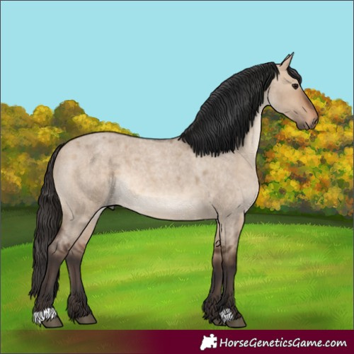Horse Color:Unknown 
