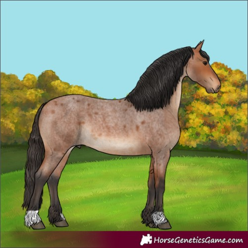 Horse Color:Bay Roan 