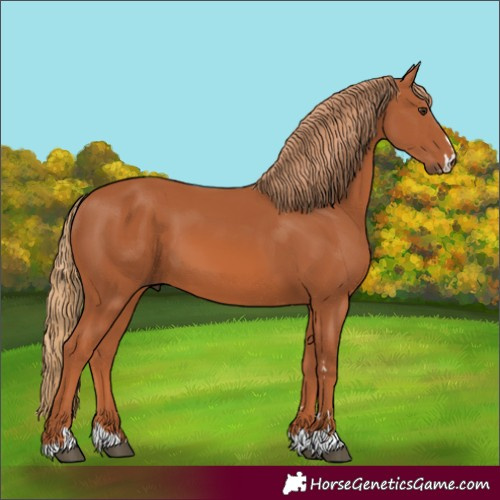 Horse Color:Chestnut 